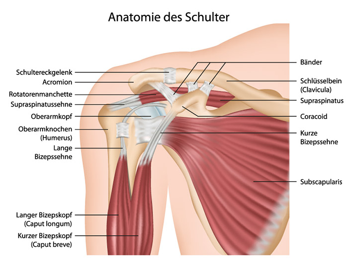 book Wettbewerbsverhalten und Produktlinienwettbewerb: Analysen auf